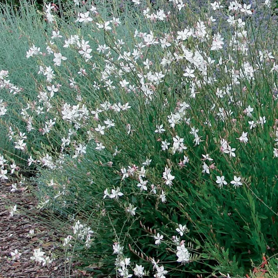 2 Gauras blanc et rose en mélange - Nuage fleuri tout l'été