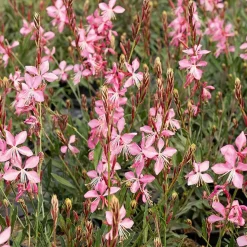 Gaura 'Siskiyou Pink' - Un nuage rose tout l'été
