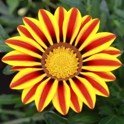 Gazania Big Kiss Yellow Flame - Du soleil qui refuse la pluie