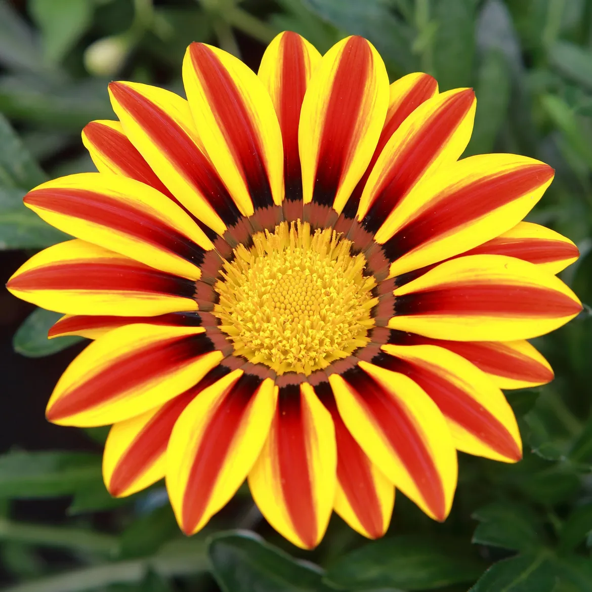 Gazania Big Kiss Yellow Flame - Du soleil qui refuse la pluie