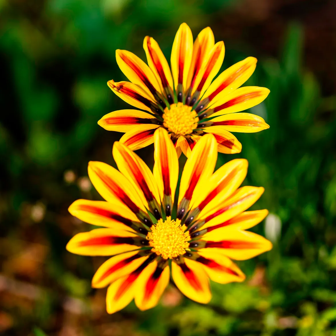 Gazania Big Kiss Yellow Flame - Du soleil qui refuse la pluie