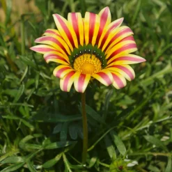 Gazania Big Kiss Yellow Flame - Du soleil qui refuse la pluie