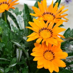 Gazania orange - Soleil garanti tout l'été
