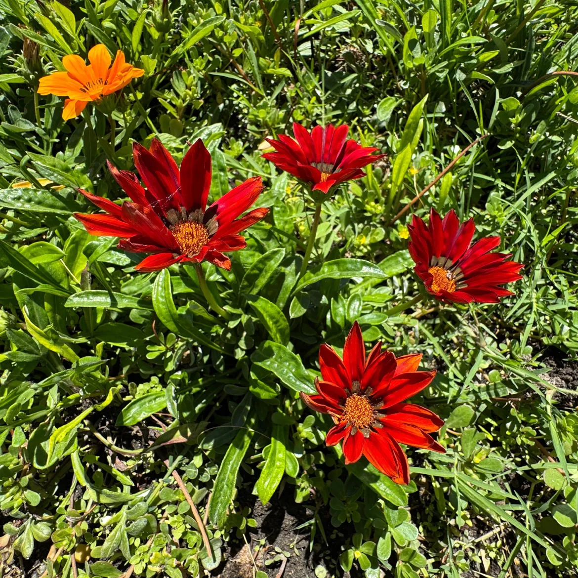 Gazania rouge - Le soleil en fleur