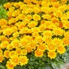 Gazania Suncarpet® - Un tapis de soleil garanti