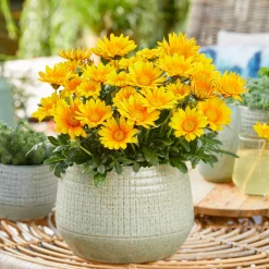Gazania Suncarpet® - Un tapis de soleil garanti