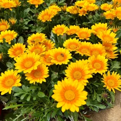 Gazania Suncarpet® - Un tapis de soleil garanti