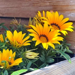 Gazania Suncarpet® - Un tapis de soleil garanti