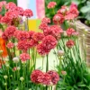 Gazon d'Espagne Ballerina rouge - Des pompons rouges tout l'été
