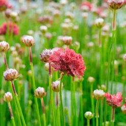 Gazon d'Espagne Ballerina rouge - Des pompons rouges tout l'été
