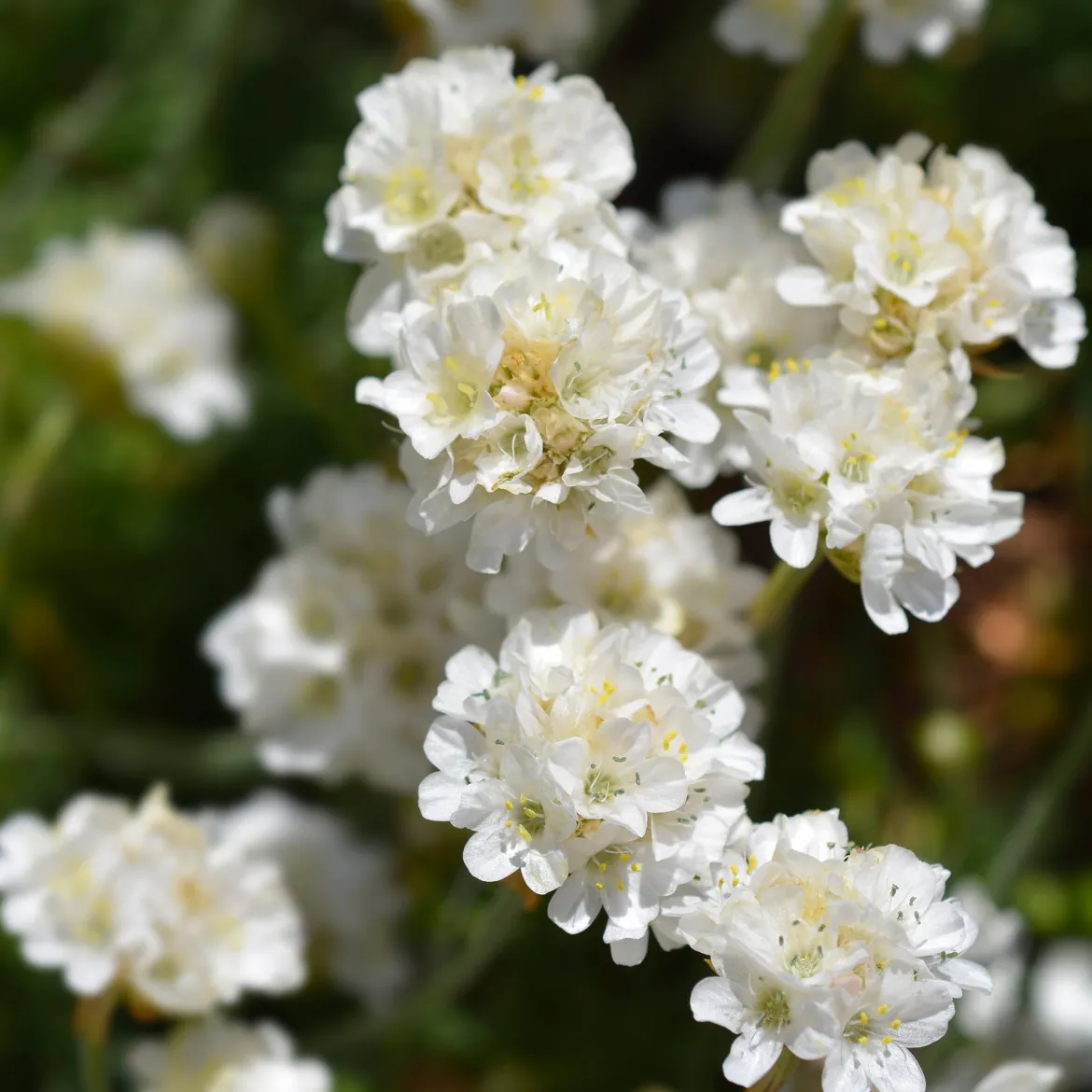 Gazon d'Espagne blanc - Coussins blancs sans effort