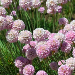 Gazon d'Espagne rose - Coussin rose sans arrosage