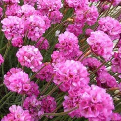 Gazon d'Espagne Rubrifolia - Coussins fleuris sans effort