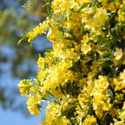 Gelsemium sempervirens - Un mur de fleurs jaunes