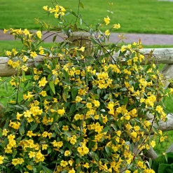 Gelsemium sempervirens - Un mur de fleurs jaunes