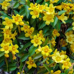 Gelsemium sempervirens - Un mur de fleurs jaunes