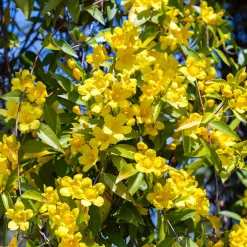 Gelsemium sempervirens - Un mur de fleurs jaunes
