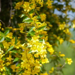 Gelsemium sempervirens - Un mur de fleurs jaunes