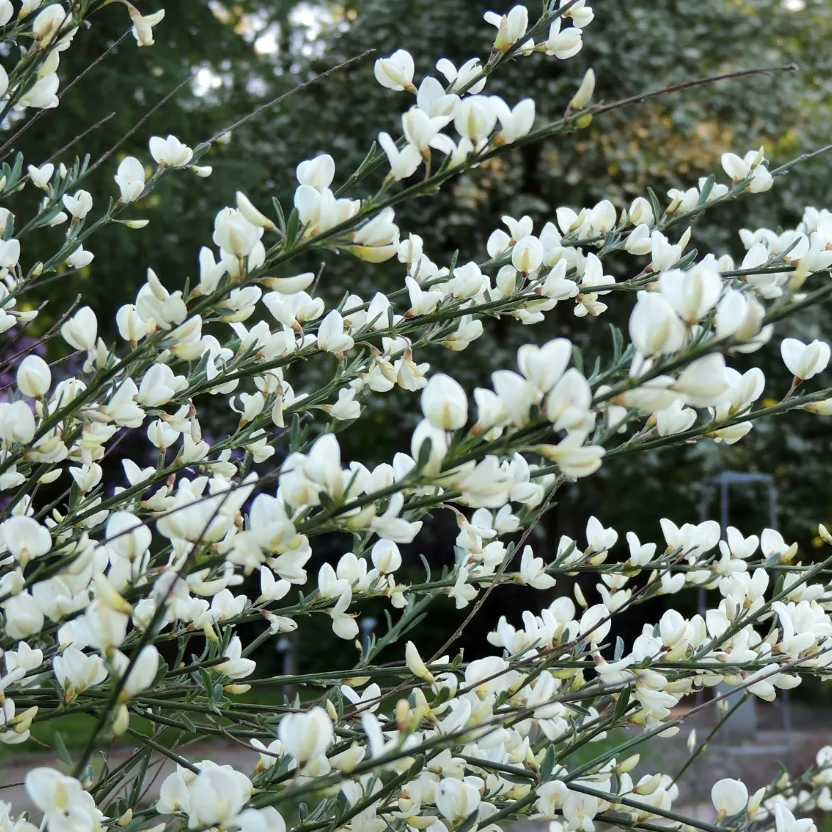 Genêt blanc - Nuage blanc au printemps