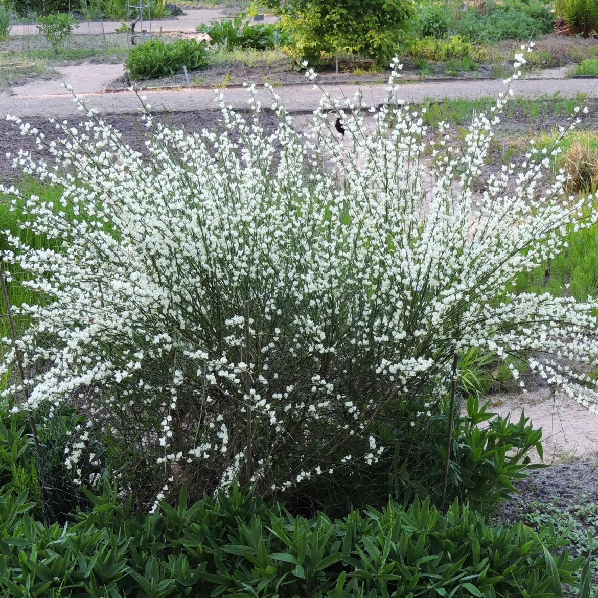 Genêt blanc - Nuage blanc au printemps