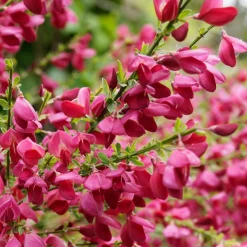 Genêt Boskoop Ruby - Une explosion de fuchsia