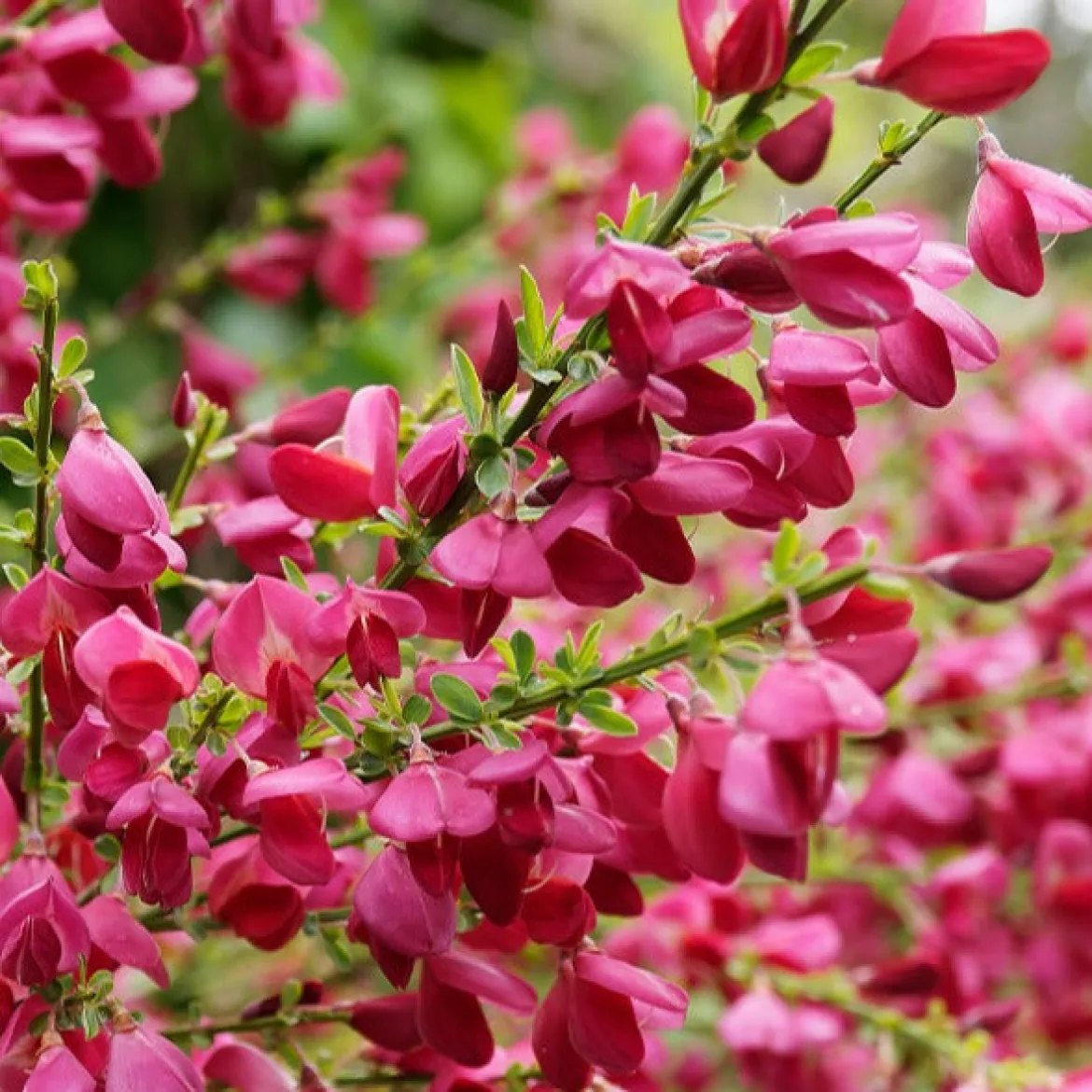 Genêt Boskoop Ruby - Une explosion de fuchsia