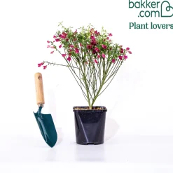 Genêt Boskoop Ruby - Une explosion de fuchsia