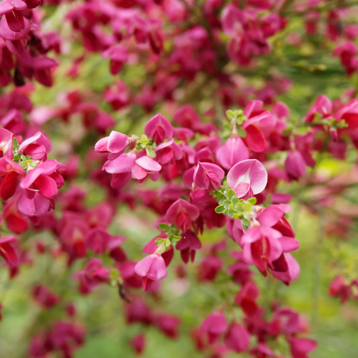 Genêt Boskoop Ruby - Une explosion de fuchsia