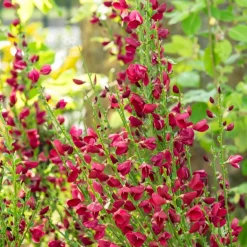 Genêt Boskoop Ruby - Une explosion de fuchsia