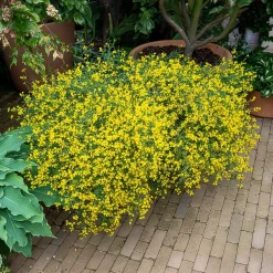Genêt de Lydie - Une cascade jaune sans effort