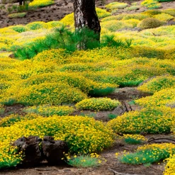 Genêt de Lydie - Une cascade jaune sans effort
