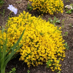 Genêt de Lydie - Une cascade jaune sans effort