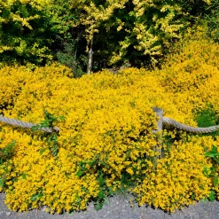 Genêt de Lydie - Une cascade jaune sans effort