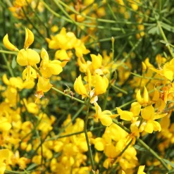Genêt d'Espagne - Du jaune soleil sans effort