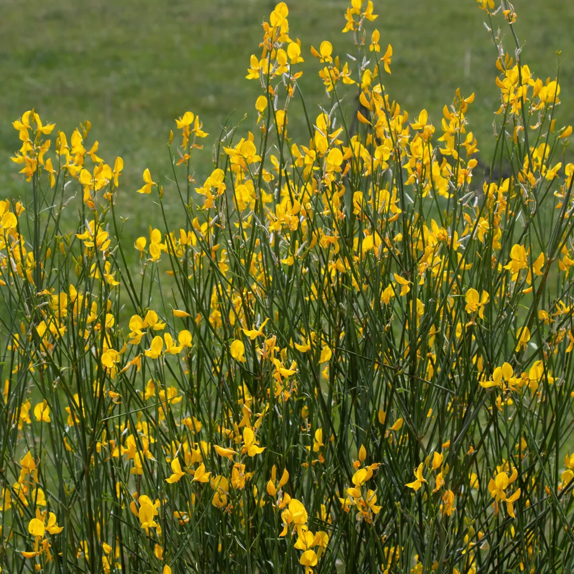 Genêt d'Espagne - Du jaune soleil sans effort