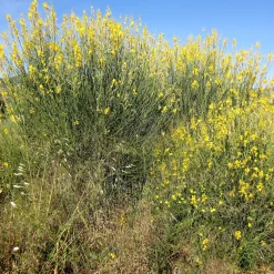 Genêt d'Espagne - Du jaune soleil sans effort