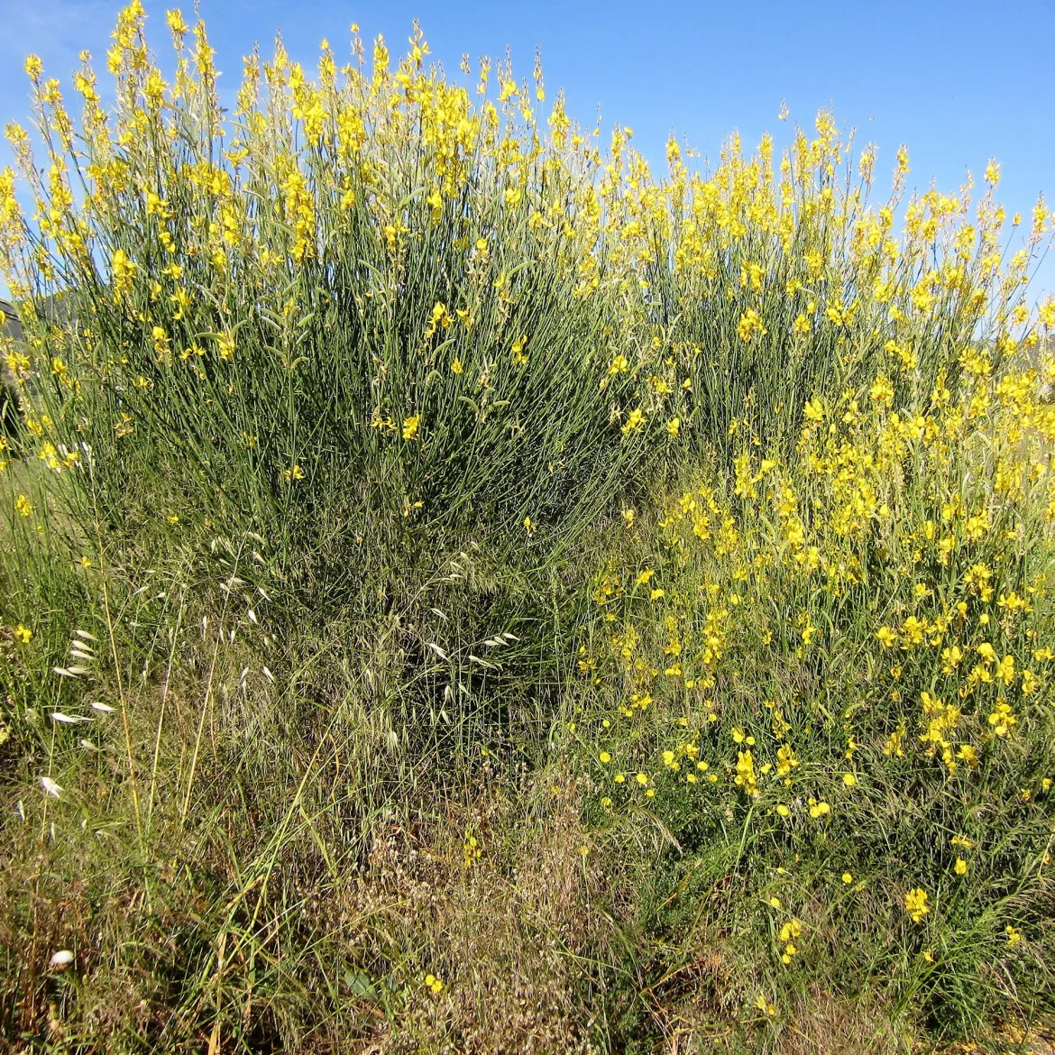 Genêt d'Espagne - Du jaune soleil sans effort