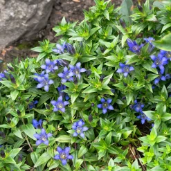 Gentiane chinoise d'automne - Le bleu qui illumine l'automne