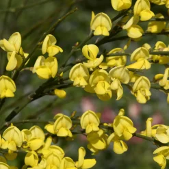 Genêt jaune - Une pluie d'or au jardin