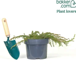 Genévrier commun Green Carpet - Un tapis vert sans effort