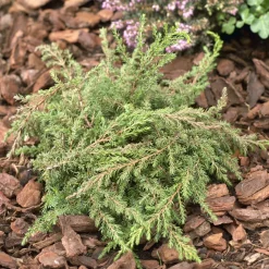 Genévrier commun Green Carpet - Un tapis vert sans effort