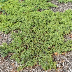 Genévrier commun Green Carpet - Un tapis vert sans effort