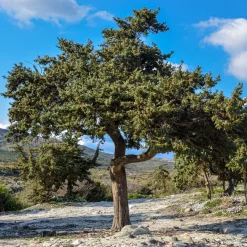 Genévrier oxycèdre - Cade - L'esprit du Sud chez vous
