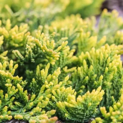 Genévrier rampant Golden Carpet - Tapis doré sans effort