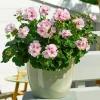 Geranium zonale Estelle - Un balcon fleuri tout l'été