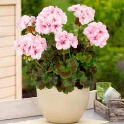 Geranium zonale Estelle - Un balcon fleuri tout l'été