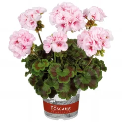 Geranium zonale Estelle - Un balcon fleuri tout l'été