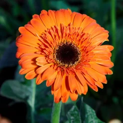 Gerbera orange - L'orange qui réveille le balcon