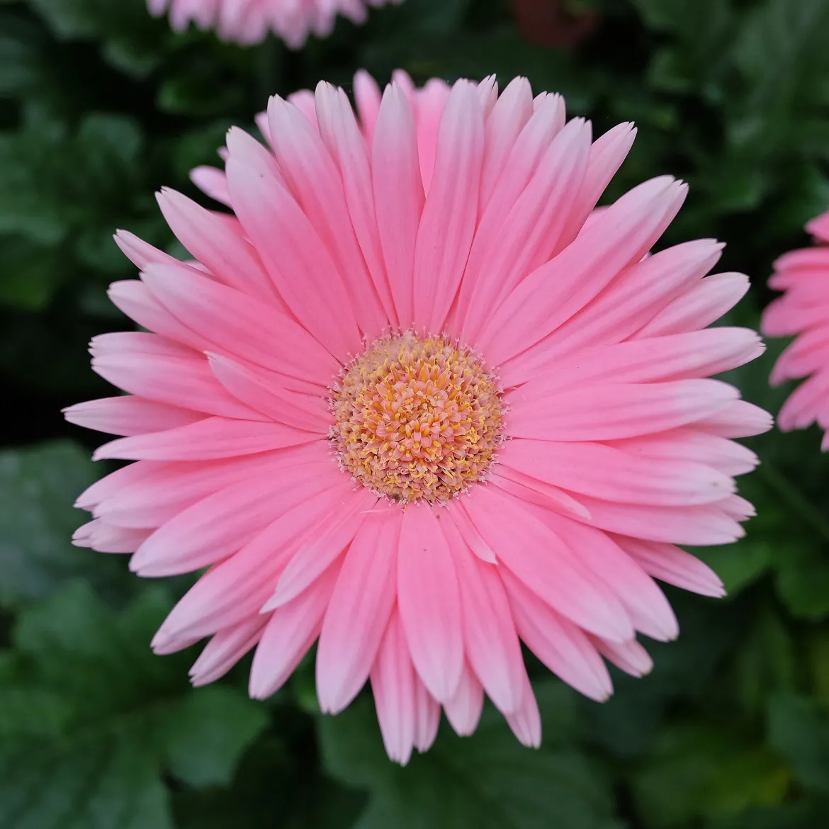 Gerbera rose - Fleurs roses tout l'été