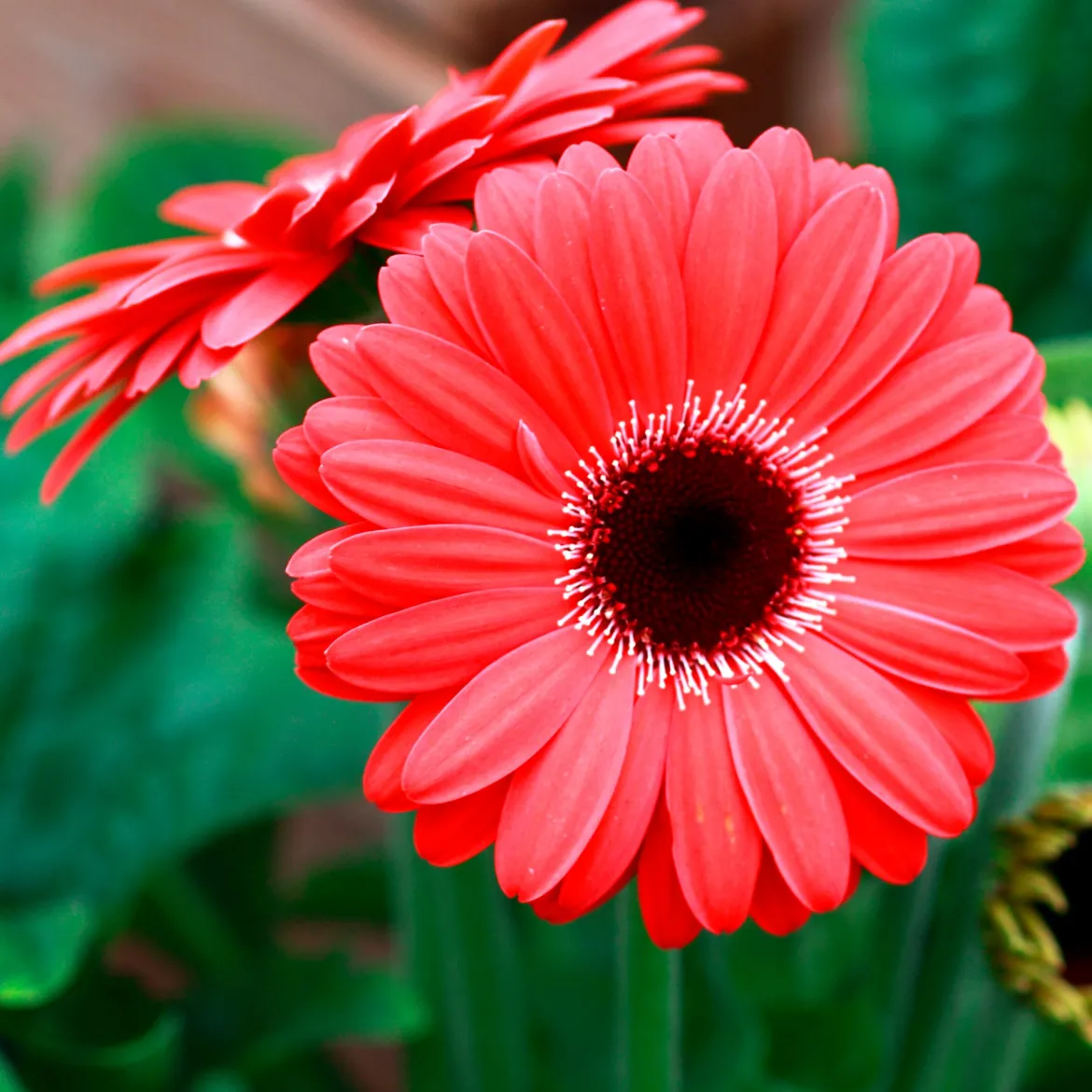 Gerbera rouge - Un rouge éclatant tout l'été